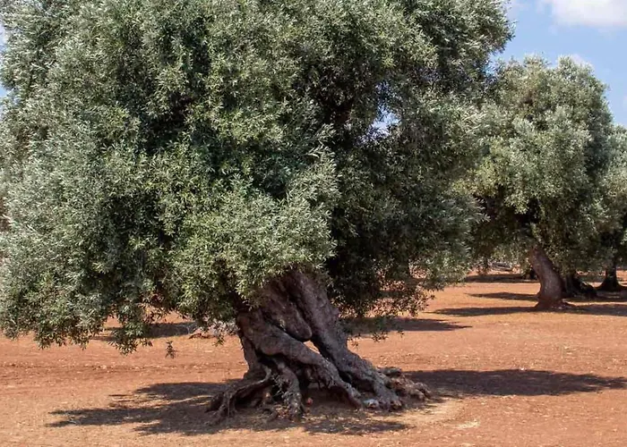 Oleum Πανσιόν Mesagne