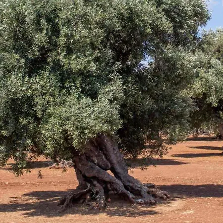 Oleum Affittacamere Mesagne