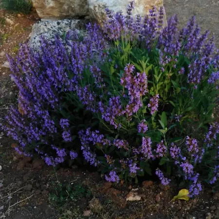 Affittacamere Oleum *